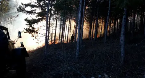 Изсъхват над 10 000 хектара изкуствени гори Изсъхват над 10 000 хектара изкуствени гори