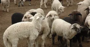 Над 70% от овцете в Русенско са ваксинирани срещу син език