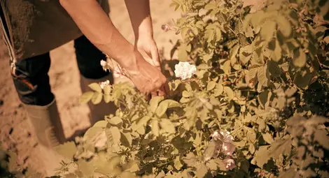 Изплатиха средствата от „SOS Българска роза“ на 164 микро розопроизводители Изплатиха средствата от „SOS Българска роза“ на 164 микро розопроизводители