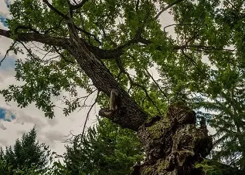 Последна седмица до края на гласуването за любимо дърво в конкурса &bdquo;Дърво с корен 2019&rdquo;