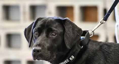 Кучетата в помощ на хората за откриване на COVID-19