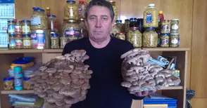 Гъби на самураи и гейши растат в красенските пещери и халета