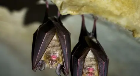 Музеят разказва за прилепите от митовете и легендите до науката