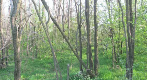 Възстановиха 98 декара гори в защитена зона „Мартен-Ряхово“ Възстановиха 98 декара гори в защитена зона „Мартен-Ряхово“