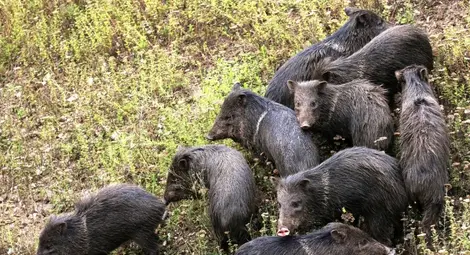 Дават по 150 лв. за отстрел на дива свиня