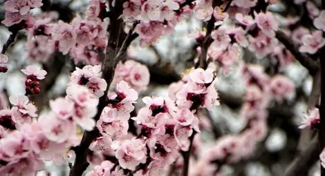 Минусовите температури попариха овошките в Русенско