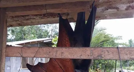 Прилеп &bdquo;с човешки размери&ldquo; обърка социалните мрежи (СНИМКИ)