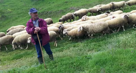 Кошовските братя