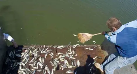 Пускат 40 000 шаранчета и толстолобчета в езерото "Липник"