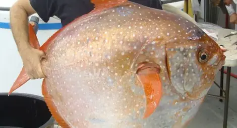 Рибата луна е призната за първата топлокръвна риба