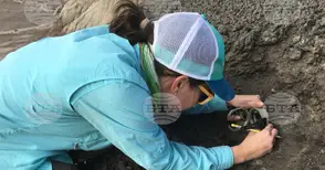 Палеонтолози откриха нов вид динозавър с бодли в Китай