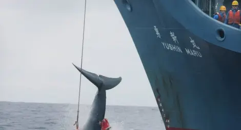 Забраниха на Япония да лови китове