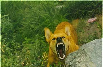 Бездомно куче отхапа над 3500 лева от бюджета