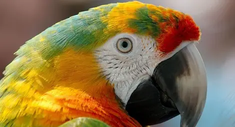 Пеещите домашни животни гонят лоши мисли Пеещите домашни животни гонят лоши мисли