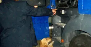 Комисар Рони надуши плантация с канабис