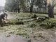 Паднали дървета и клони след бурята в Търговище разчистват екипи на общинските предприятия