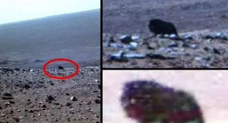 Откриха живо същество на Марс?