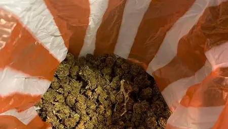 Част от откритата марихуана.  Снимка: ОДМВР