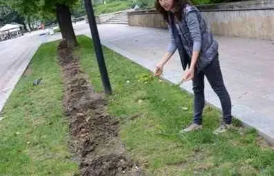 Вандали изтръгнаха 60 храстчета пред Общината