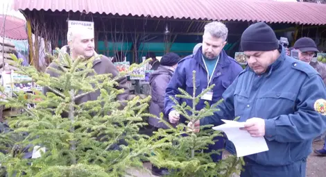 Хората спряха да купуват елхи, жалват се търговците