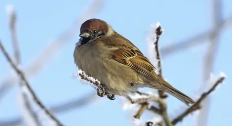 Отбелязваме Световния ден на врабчето