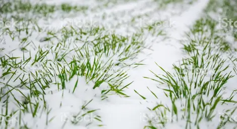 Иван Караиванов: Снегът  ще спаси пшеницата