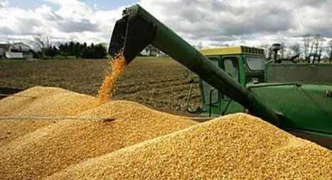 Турция в паника! Търси алтернатива на руската пшеница