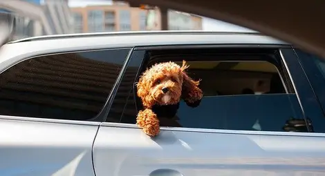 53 кучета и котки от чужбина върнати от Дунав мост, други 16 настанени в приют