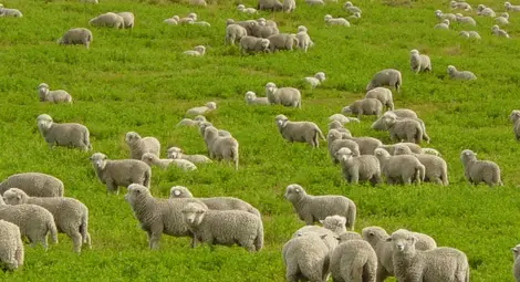 Пускат под наем 1500 декара  държавни пасища и ливади