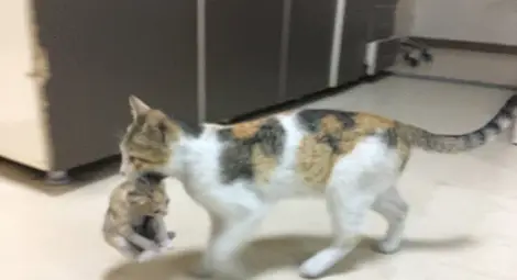 Улична котка търси помощ в Спешното за малкото си Улична котка търси помощ в Спешното за малкото си