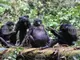 Маймуните бонобо може да са също толкова агресивни, колкото шимпанзетата, казват учени