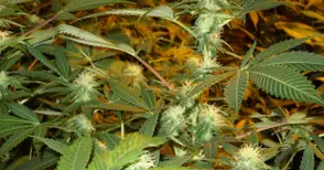 54-годишен гледал марихуана вместо краставици и домати