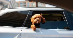 53 кучета и котки от чужбина върнати от Дунав мост, други 16 настанени в приют