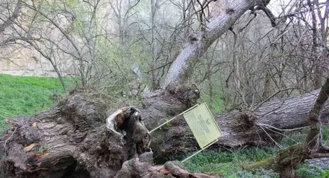Рухна вековното Дърво на желанията край Нисово