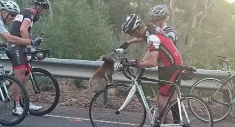 Жадна коала спря група колоездачи за вода